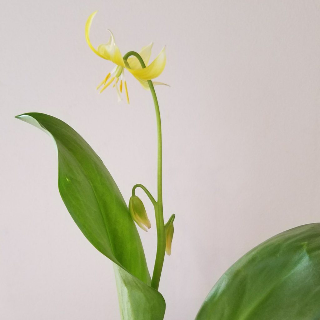 春の訪れを喜ぶ 花のある暮らし 真珠和装小物専門店 和珠 ブログ